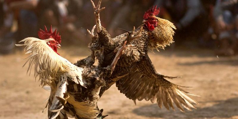 Các Hình Thức Chọi Kê Hấp Dẫn Tại Đá Gà 88BET